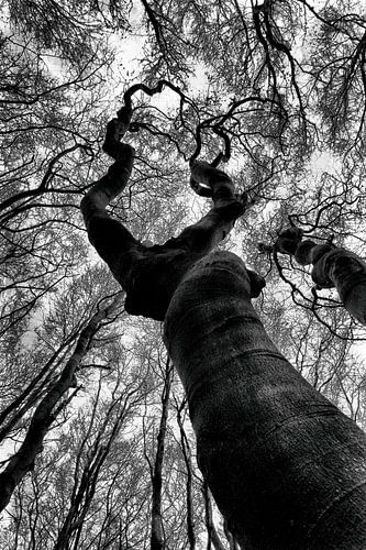 Tree, reaching for the sky