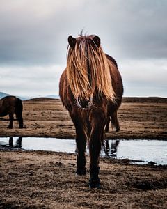 Model horse by Joris Machholz