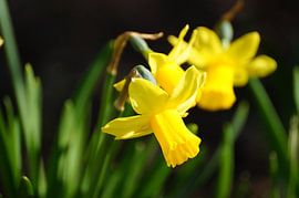 Gelbe Krokusse von Manongraphy