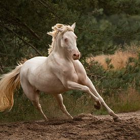 Het witte paard 2 van Jaimy Michelle Photography