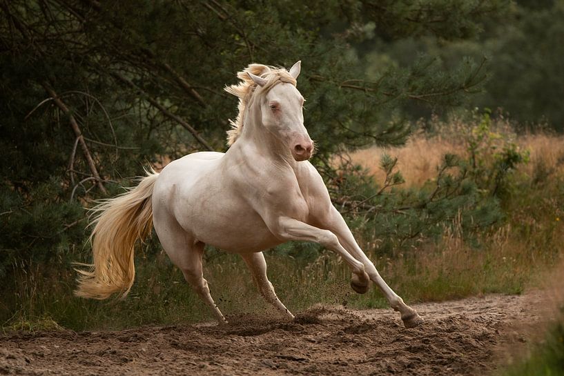 Het witte paard 2 van Jaimy Michelle Photography