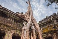 Boom overwoekert de tempel Ta Prohm, Cambodja van Rietje Bulthuis thumbnail