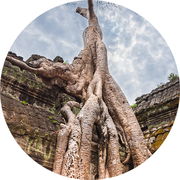 Boom overwoekert de tempel Ta Prohm, Cambodja van Rietje Bulthuis
