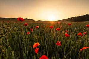 Soleil et coquelicots sur Oliver Henze