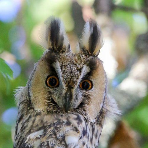 Long-eared owl portrait