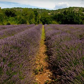 Lavendelveld in Frankrijk van Ester Ammerlaan