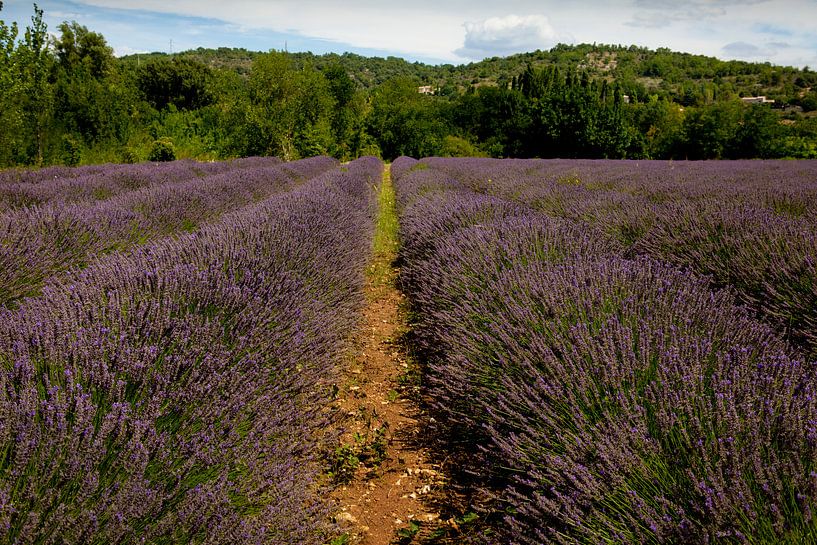 Champ de lavande en France par Ester Ammerlaan