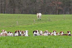 Foxhounds and a cow sur Wybrich Warns