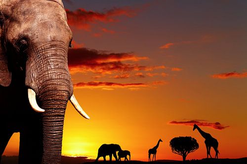 L'éléphant d'Afrique au coucher du soleil