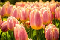Fleurige tulpen
