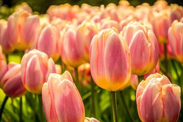 Fleurige tulpen van Stedom Fotografie