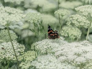 Schmetterling auf Kuh Petersilie von Alie Ekkelenkamp