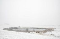 Winterlandschap tijdens een vroege mistige ochtend met bevroren riet van Sjoerd van der Wal Fotografie thumbnail