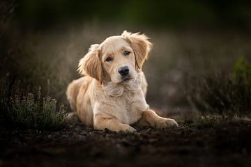 Golden retriever puppy by Omica Meinen