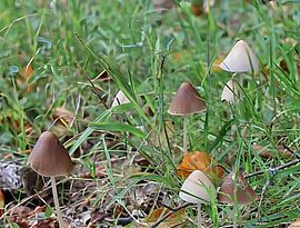 Pilze von Seli