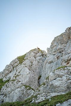 Gemzen in de bergen van Tirol van Leo Schindzielorz