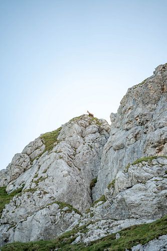 Gemzen in de bergen van Tirol
