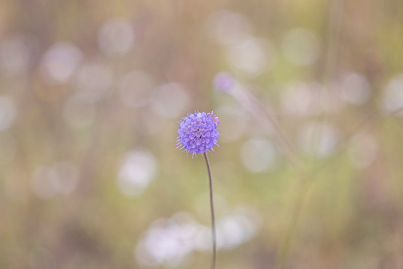 Balls by Antoine Deleij