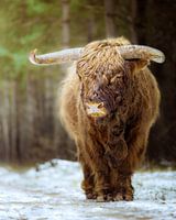 Scottish highlander on the Veluwezoom