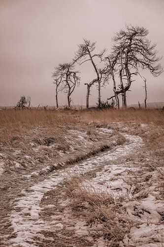 Skeleton trees