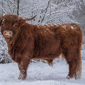 Schottischer Hochländer als Model... von Ans Bastiaanssen