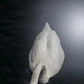 The white swan van Jordi Van schijndel