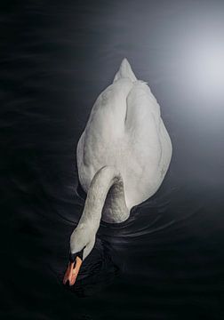 The white swan by Jordi Van schijndel