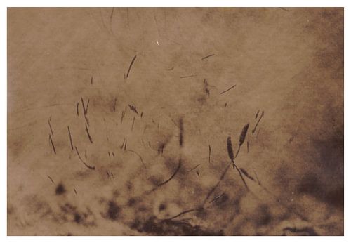 Agfa Brovira Satino _ 03