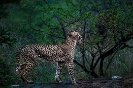 Leopard geht auf Baumstamm spazieren von Romy Oomen