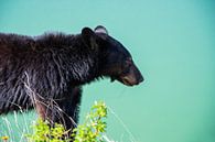 Brown bear by Eline Huizenga thumbnail