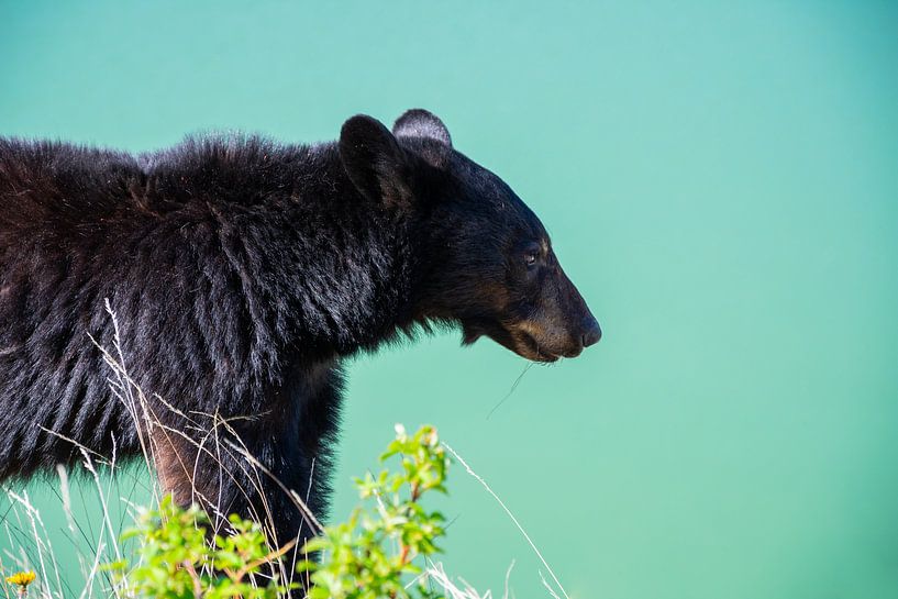 Brown bear by Eline Huizenga