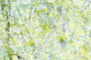 Green Tree | Spring Leaves | Nature Photography