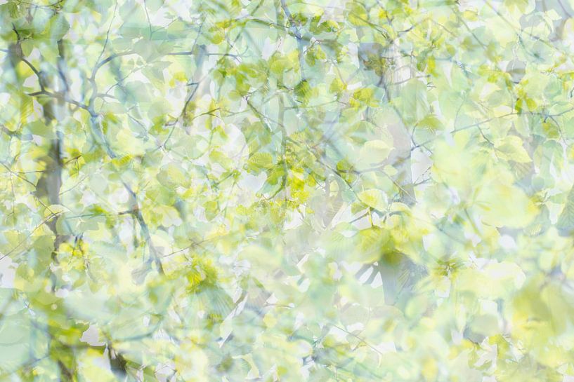 Grüner Baum | Frühlingsblätter | Naturfotografie von Nanda Bussers