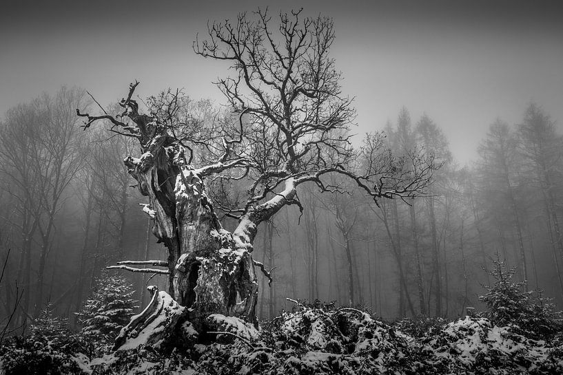 Old court oak in black and white by Jürgen Schmittdiel Photography