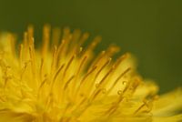 Paardenbloem