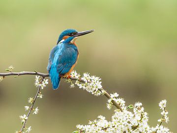 Kingfisher on blackthorn 2 by Arjen Heeres