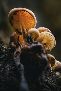 Mushrooms high up in a tree near Den Treek
