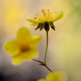 Im Weichzeichner-Effekt. von Alie Ekkelenkamp