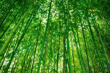 IN BAMBOO GROVE