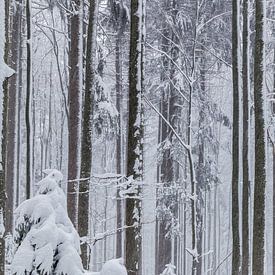 Winter im Bayrischen Wald von Dirk Rüter