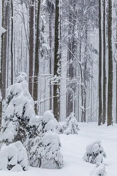 Winter im Bayrischen Wald