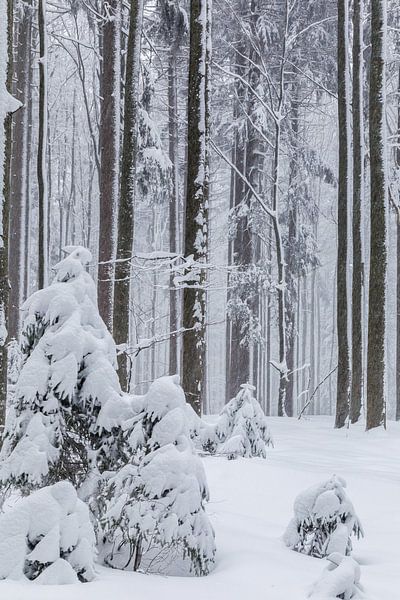 Winter im Bayrischen Wald von Dirk Rüter