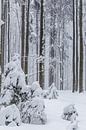Winter im Bayrischen Wald von Dirk Rüter Miniaturansicht