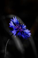 A flower