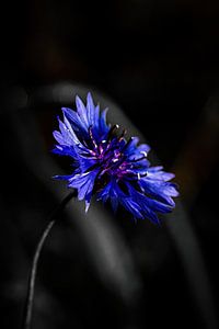 A flower by Pixel4ormer