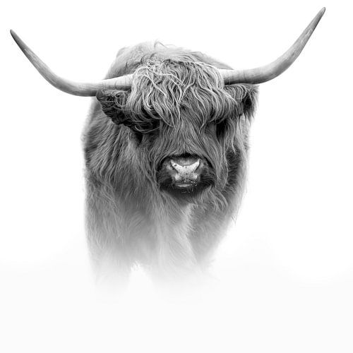 Highlander écossais