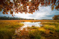 Autumn in Lage Vuursche