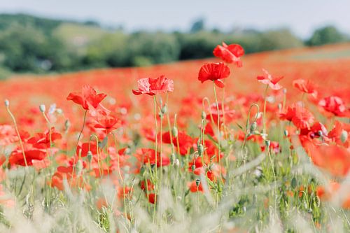 Poppies in France - Close up of a field of red flowers