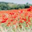 Poppy Family