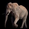 Lopende olifant op zwart van Awesome Wonder